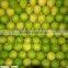 white fresh grapefruit Citrus maxima