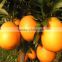 oragnic sweet fruit orange