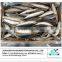 Frozen Whole Scad Mackerel fish/yellow stripe scad for you