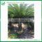 Cycas Revoluta