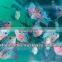 Flowerhorn fish farm and wholesale in Thailand