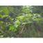 Vine tea extract Dihydromyricetin