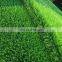 Good quality artificial grass certificate synthetic grass soccer sports artificial grass field turf