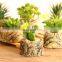 Hot Sale Korean Cactus Potted Suculentas Planta Mini Vaso Suculenta Plantas Artificiales Para Apared Succulent Plants With Pot