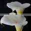 Top grade useful professional single stem calla lily