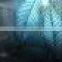 5mm acid etched glass/pattern glass/ deep acid etched glass