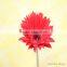 Wholesale most popular beautiful gerbera daisi