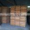 Eucalyptus core veneer for producing plywood