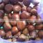 health food organic roasted chestnuts--Pure and natural fresh chestnuts