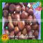 2015 health food tianjin roasted chestnutsvacuum packed roasted chestnuts/fresh hazelnuts