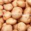 2016 new crop Fresh potatoes