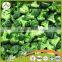 2016 new crop chinese fresh broccoli