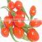 export goji berries 100% natural high Quantity 2015 new crop medlar/LYCIUM BARBARUM goji berries for sale