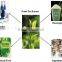 GMP factory supply Health Green Tea Extract Powder EGCG