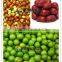 Spray Type Fruit/Melons/Vegetable Washing Machine With Roller Brushes