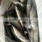 Whole Round Frozen Jack Mackerel