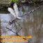 Stainless Steel Deer Sculpture For Decoration Customized Sculpture