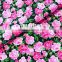 custom printing floral fabric in T90/C10 fabric for home textile
