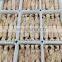 Good Quality BQF Frozen Baby Squid Export for Bait