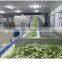 High Quality Frozen Vegetable Production Line Frozen Broccoli Cauliflower Beans Vegetable Washing Production Line