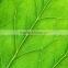 Digital Printing Sheet Glass Manufacture The Float Process