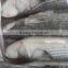 New Coming Best Quality Frozen Fish Giant Gutted Mullet