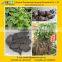 GMP Manufacture supply 100% Natural He Shou Wu Extract Powder/Fo-ti Extract