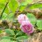 Fresh cut muticolor rose flower
