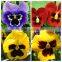 Hybrid F1 pansy seeds all color flower seeds