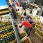 potato sorting machine / fruit sorting machine / vegetable grading machine