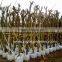 Cassia fistula yellow flower trees