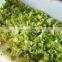 China Factory Supply Ce-approved Electric Vegetable Cutter Lettuce Slicer