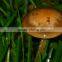 Polish Wild Dried Button Mushroom Natural Cultivation