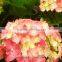 Plant Directly Export Cutting Board Bamboo Cutting Hydrangea From Yunnan, China