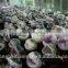 HOT!New Arrival Energy Natural Quartz Crystal Amethyst Ball Geodes