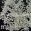 100% Broken Jasmine Rice for Senegal, Ivory Cost for french Africa