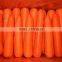 Chinese fresh carrot 9kg carton S L M