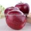 China fresh fruit price for export fresh Huaniu apple