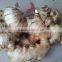 Fresh Ginger 100g-150g-200g-250g