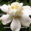 Blue Lotus Absolute