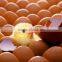 Hot sale full automatic egg incubator/chicken incubator/egg incubator in uae for sale