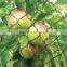 hot selling HDPE warp knitted anti bird net