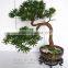 wholesale artificial home bonsai tree for sale live cypress tree