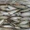 Factory Directly frozen sardinella With Bottom Price