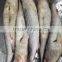Export Vietnam 1-1.5KG Frozen Gullet Mullet Fish