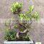 Ficus microcarpa bonsai tree in 15cm,20cm, 25cm ,30cm pot