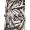 Frozen fresh Pacific mackerel fish block with best price
