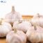 Low Price Fresh Garlic for Wholesale