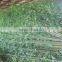 artificial outdoor or indoor green bamboo