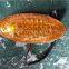 Side Turn Signal Lamp Original  4111-00037C Side Lamp  Bus Signal Light